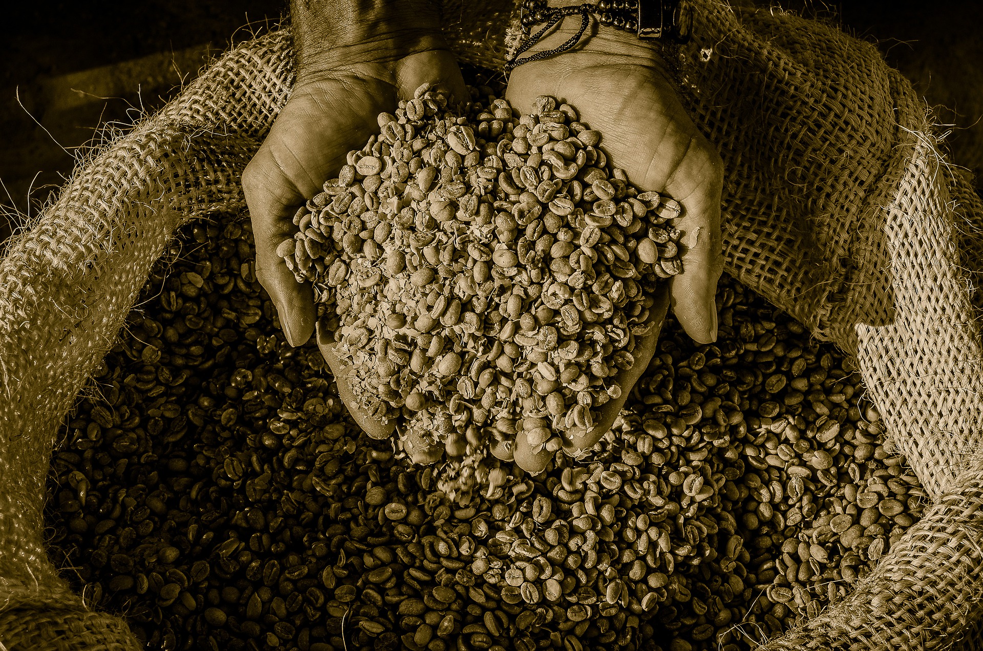 Proceso cultivo café